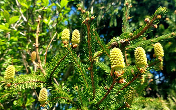 New Fir Cones, Latvia, spruce, cones, fir, tree HD wallpaper