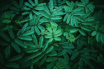 Vivid close-up of lush green tropical leaves in natural light, showcasing detailed foliage. HD wallpaper