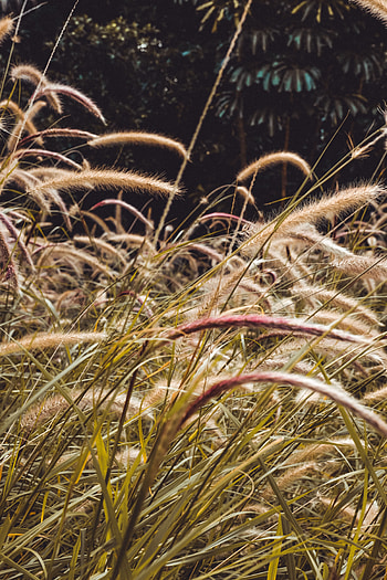 Plants, Nature, Grass, Cones, Field, Spikelets HD phone wallpaper