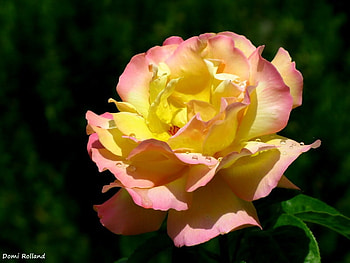 rose, lovely, pretty, nice HD wallpaper