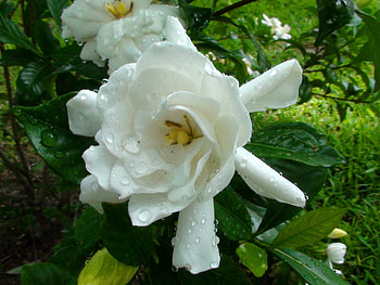 Wet White Flower, wet, nature, white flower, flower HD wallpaper