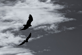 Animals, Birds, Sky, Silhouette, Flight, Bw, Chb HD wallpaper
