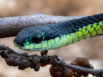 Boomslang, Dispholidus typus, Inaturalist , Green snake HD wallpaper