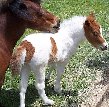 Shetland Pony and foal, horse, animals, shetland, foal, pony HD wallpaper