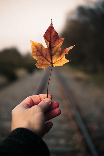 Hand, Miscellanea, Miscellaneous, Road, Dahl, Distance, Maple Leaf HD phone wallpaper