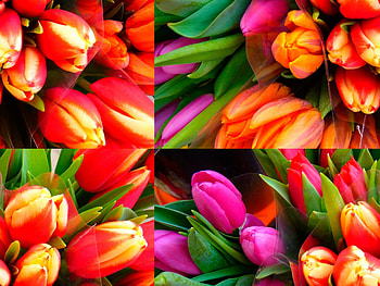 Tulips Collage, Flowers, Nature, Tulips, Collages HD wallpaper