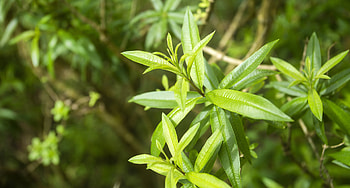 Zitronenverbene Eigenschaften, Lemon verbena, Lemon-scented herb, Aromatic plant HD wallpaper