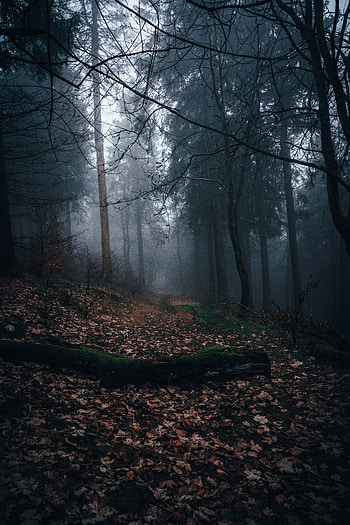 Nature, Autumn, Forest, Fog, Track HD phone wallpaper