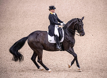 Dressage sports, Dressage world cup, Werth wins, Salzburg competition HD wallpaper