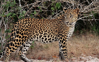 Animals, Leopard, Branches, Predator, To Stand, Stand HD wallpaper