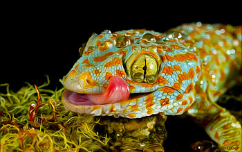 Gecko, Animal HD wallpaper