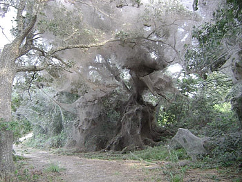 Community of spiders, other, people, spiders, tree HD wallpaper