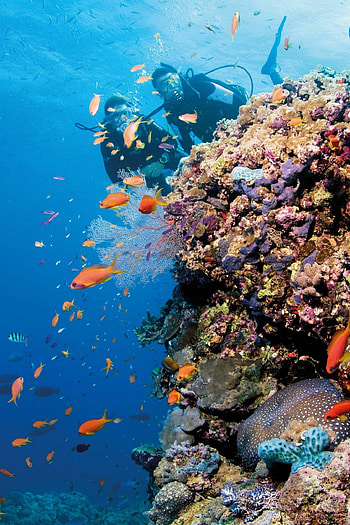 Divers, Great Barrier Reef HD phone wallpaper