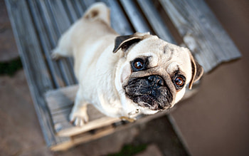 Animals, Dog, Muzzle, Puppy, Pug, Waiting, Expectation HD wallpaper