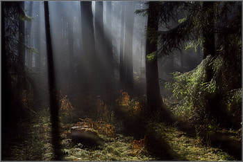 Another Time, wood, sun, forest, tree HD wallpaper