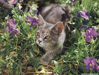 Kitten, cats, kitties HD wallpaper