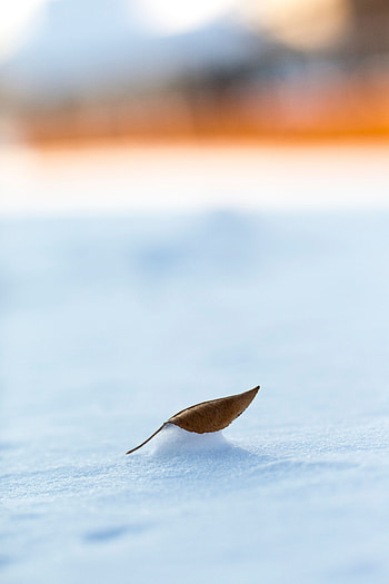 Winter, Snow, Macro, Sheet, Leaf HD phone wallpaper