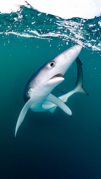 Shark, Hunter Fish HD phone wallpaper