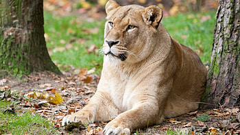 Big lion, trees, cat, leaves, lion HD wallpaper
