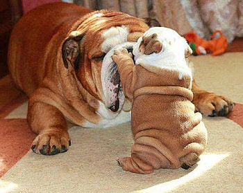 Give me a hug, dogs, puppy, lovely, Pretty HD wallpaper