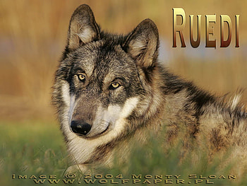 Golden Light, beautiful wolves, grey wolves, wolves, animals, wolves relaxing, wolves in the sunlight, wild wolves HD wallpaper