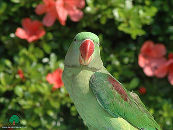 adi, birds, animals HD wallpaper