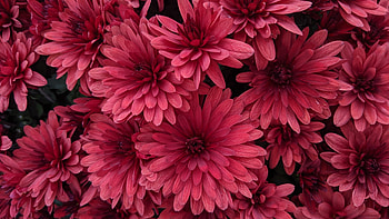 Background , Chrysanthemum beauty, Vibrant blooms HD wallpaper