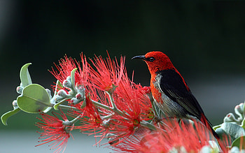 Bird, pasari, flower, red, nature HD wallpaper