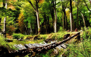 Broken bridge, bridgets, nature HD wallpaper