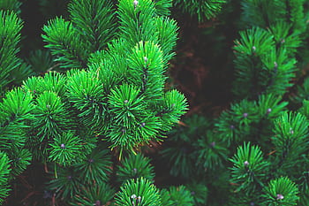 A detailed look at lush, green pine needles. Perfect for nature or Christmas themes. HD wallpaper