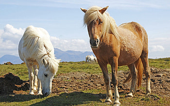 Animals, Grass, Horses, Pony HD wallpaper