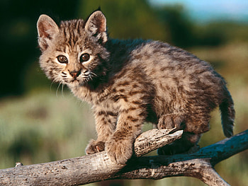 Animals, Bobcats HD wallpaper