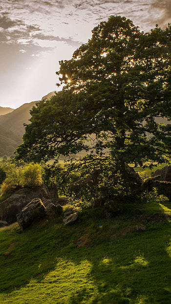 nature, landscape HD phone wallpaper