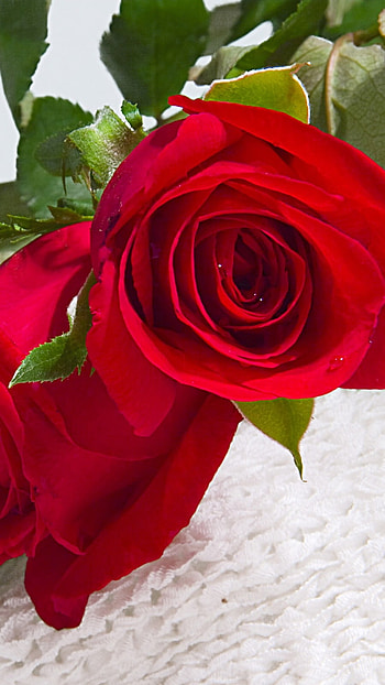 Rose Flower, Red Rose, Love HD phone wallpaper