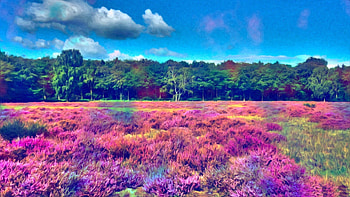 Acid Trip - afari HD wallpaper