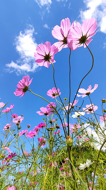 Flower, cloud, sky HD phone wallpaper