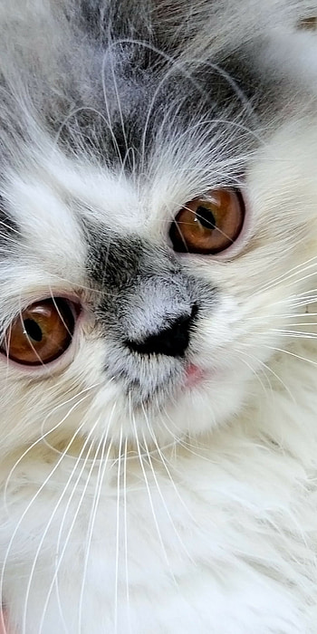 Persian cat, Close-up shot, Cute muzzle, Fluffy fur HD phone wallpaper