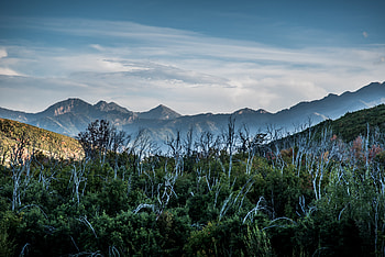 Nature, Sky, Mountains, Forest, Driftwood HD wallpaper