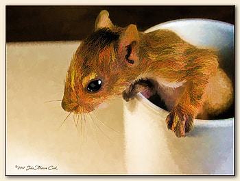 Zipper the baby squirrel, gray, zipper, eastern, baby, coffee, cup, squirrel HD wallpaper