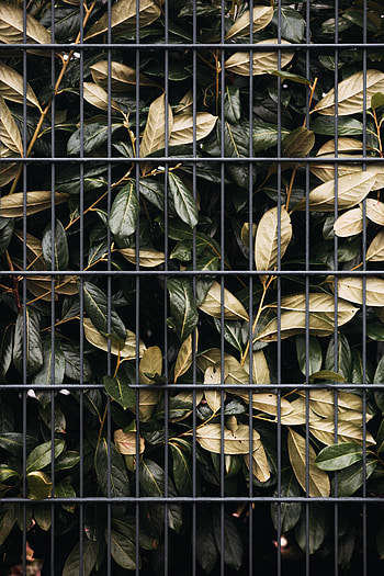 Nature, Leaves, Bush, Lattice, Trellis HD phone wallpaper