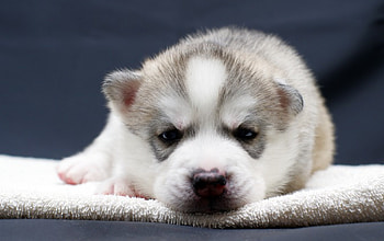 *** Tired of ...?, animal, dog, tired, animals, dogs HD wallpaper