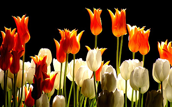 Spring Tulips, white, black, flowers, tulips, Spring HD wallpaper