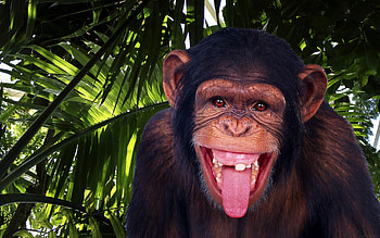 Chimpanzee portrait, Chimpanzee face, Primate emotions, Forest dwelling HD wallpaper