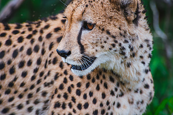 Animals, Leopard, Muzzle, Predator, Big Cat, Sight, Opinion HD wallpaper