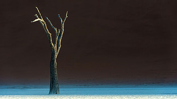 Solitary Oasis Desert Tree, tree, desert, nature HD wallpaper