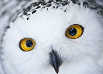 Snow owl, yellow eyes, white, black, skin, bird, bufnita HD wallpaper