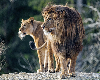Animals, Lion, Predator, Big Cat, Sight, Opinion, Profile HD wallpaper
