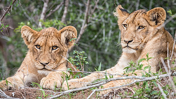Kruger Park safari, Two-night package, Wildlife adventures, Safari dreams HD wallpaper