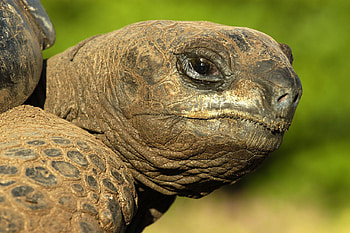 Majestic giants, Captivating , Up-close and personal, graphic wonders HD wallpaper