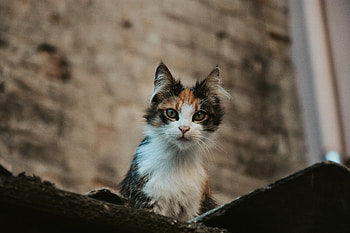 Animals, Cat, Kitty, Kitten, Pet, Sight, Opinion, Animal HD wallpaper